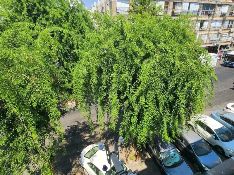 תמונה של WhatsApp‏ 2025-11-20 בשעה 13.08.24_c3b56ff6